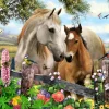 Canvastaulu 40x50, Eläimet