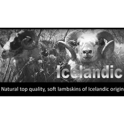 Silver lampaantalja, Icelandic